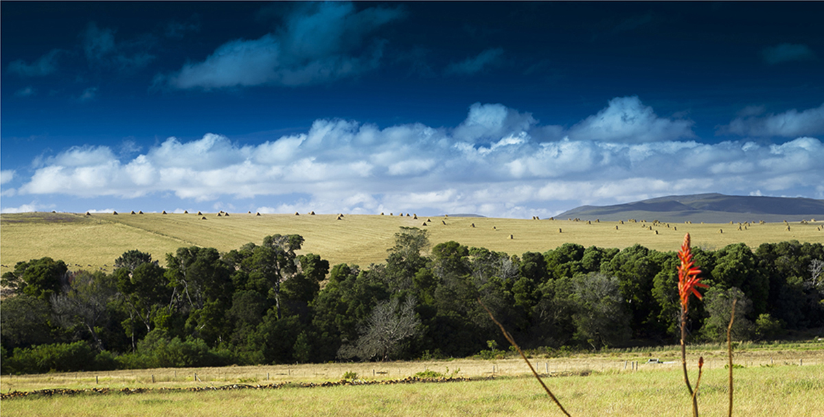Landscape 26